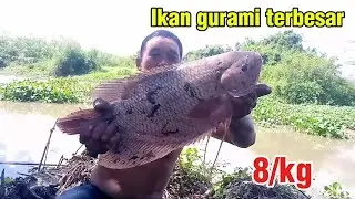 LUAR BIASA! IKAN BESAR SISA SETELAH BANJIR DI ACEH