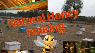 Natural Honey making using centrifugal force 🐝 Honey extracting by natural process