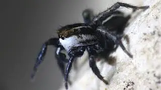 Salticidae & Eresus
