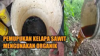 CARA PEMUPUKAN KELAPA SAWIT MENGGUNAKAN EM4 PUPUK ORGANIK CAIR POC