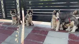 Lots of Huskies up for sale now # 9033572957#mark pets