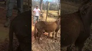 Зебра / помесь осла зедонк