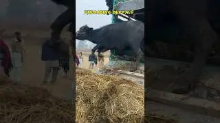 Unloading buffalo #bhains #cowmandi #cow #lyari #malir #multan #malirmandi #lahore #2024