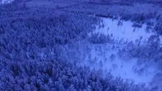 Forest shot||Creative Commons || Copyright Free || NCS Video ||Royalty Free video Andfreevideo
