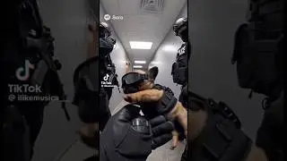 Police Pibble to the rescue! #funny #entertaininganimals #funnyanimal #doggielife #funnydog #pibble