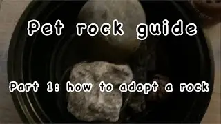 Pet rock guide Part 1: how to adopt a rock