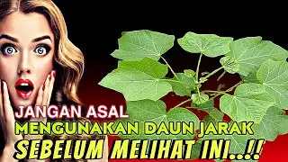 Banyak yang Belum Tahu Ini Fakta Manfaat Daun Jarak