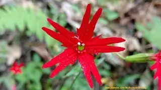 Fire Pink Wildflowers