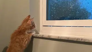 Kittens' First Thunderstorm!