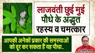लाजवंती छुई मुई पौधे के अद्भुत रहस्य व चमत्कार#prodharmendra sharama