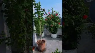 Hibiscus, allamanda, terrace gardening #garden #flowers