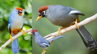 Chestnut-capped Laughingthrush is quite interesting; they often engage in cooperative behaviors