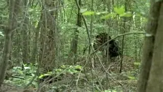 Alabama Turkey Hunt: Tutt Land Company - Drew and Walter Long Spur Hunt