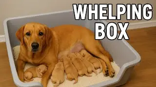 #WhelpingBox #DogBreeding #PuppyCare #NewbornPuppies #DogMomLife