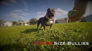 TEXAS SIZE BULLIES | VENOMLINE