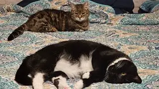 cats being cats #cat #catlover #catcommunity
