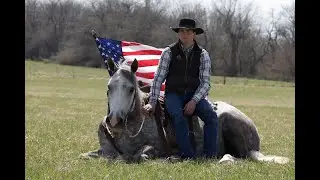 ''Mister''  7  yr old Percheron Quarter Horse cross