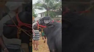 ചന്തയിൽ വില്പനക്ക് വന്ന പോത്ത് Chattipparamba Chanda | Pothu chantha malappura|Buffalo market Kerala