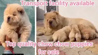 Chow chow puppies for sale/7981506244/hyderabad/dog market in hyderabad 