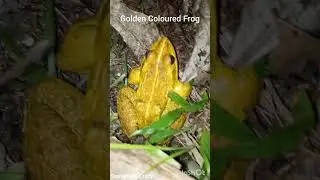 Real rare seen Golden coloured Frog 🐸🐸🐸 #facts #crazycreatures #frogs #somethingcrazy #animals