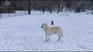 WEDNESDAY MORNING DOG PARK AND SNOW ❄️🥶🥶 come join us