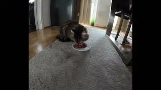 Frischfleisch 🎊#catvideos #katzenvideos 