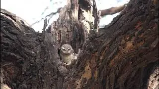 Spotted owlet baby Part 2