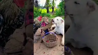 dog and monkey are friends A funny moments #shorts
