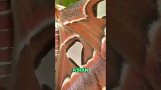 5 Biggest Insects Ever Found In The World