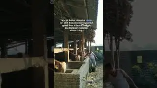 KATA KATA JURAGAN SAPI