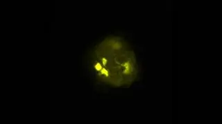 OpenLiver HepaRG NP 3D: CD68 Labeling and Tissue Clearing