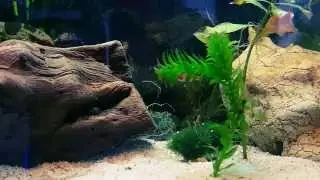 Emerald Dwarf Rasbora