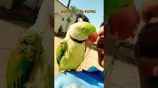 KUTRU KUTRU KUTRU// #parrotcockatielplayingwithmirrortalking #funnyanimal #funny #funnybird #birds
