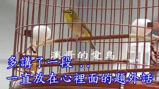 溪哥的愛將 - 個人飼養經驗分享、野訓綠繡眼(一)、如何從一整籠野生綠繡眼中、挑選出質優有潛力的鳴唱級新鳥