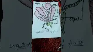 21 november #Longitudinal section of flower#biology diagram #youtubeshorts #shorts