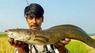 monsters giant snakehead fishing#incredible snakehead fishing#ikan matap fish#snakehead fishing Asia
