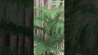 This Araucaria Looks So Premium in My Drawing Room#christmasplant#IndoorPlants#LivingR#YouTubeShorts