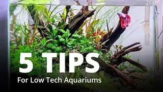 5 Tips for Low Tech Planted Aquariums