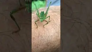 When grasshopper attacks!!!