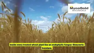 Why Wheat Growers Need MycoGold Bio Seed Treatment