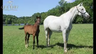 Cre Run Farm - Creating Runners TOPPOFTHECLASS and her DAHESS filly 24