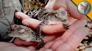 A Nest FULL of Baby Crocodiles!
