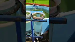 Колбы вейса для выращивания малька рыбы на ферме.