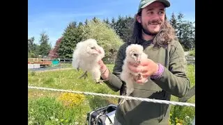 Baby Owl Rescue