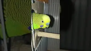 birds in my room