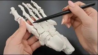Skeleton of the Foot - Tarsals - Metatarsals - Phalanges - Made Simple