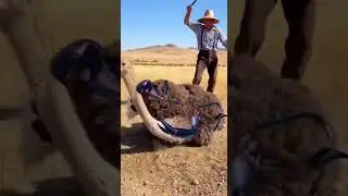 Giant Black Crab On Ostrich &ndash; Man Smash To Save The Day #wildlife #nature #animal