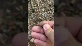 Got to hunt about 15 min on ok Texas border not sure what kind of bullet #minelabmanticore