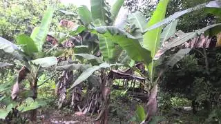 Sweet Sweet Jamaica