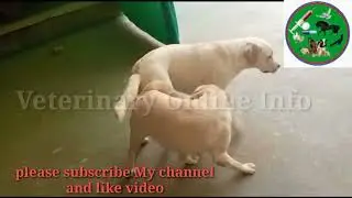 Pidegree Dogs first meeting|AB & VM INFO |Labrador dogs Male and Female